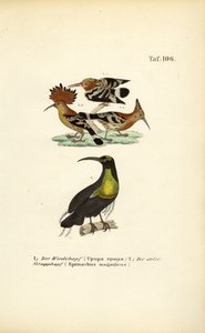  autorstwa J. W. Tenhaeff