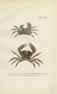 Rogaty krab widmo i krab lądowy autorstwa J. W. Tenhaeff