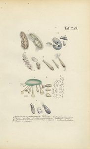 Infusoria: Paramecium, Stentor i inne orzęski autorstwa J. W. Tenhaeff