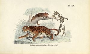 Jaguar i małpy autorstwa J. W. Tenhaeff
