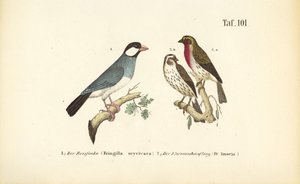 Wróbel zwyczajny i dzwońce zwyczajne autorstwa J. W. Tenhaeff