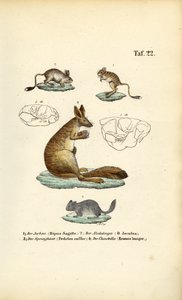 Skaczące gryzonie autorstwa J. W. Tenhaeff