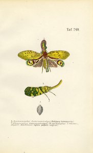  autorstwa J. W. Tenhaeff