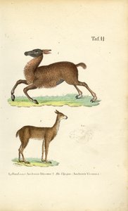  autorstwa J. W. Tenhaeff