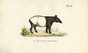 Tapir malajski autorstwa J. W. Tenhaeff