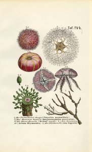  autorstwa J. W. Tenhaeff