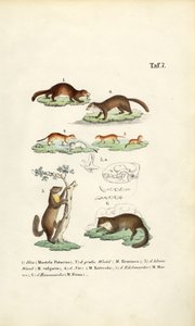 Gatunek kuny z ilustracją czaszki autorstwa J. W. Tenhaeff