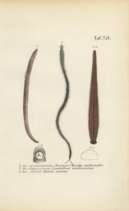  autorstwa J. W. Tenhaeff