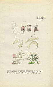 Mikroskopijne wrotki: Brachionus, Ichthyidium, Chaetonotus i Melicerta autorstwa J. W. Tenhaeff