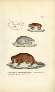 Kret-szczur i bóbr autorstwa J. W. Tenhaeff