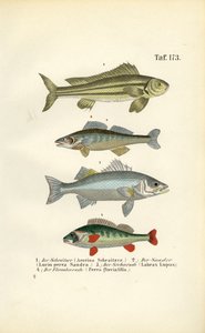  autorstwa J. W. Tenhaeff