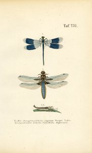  autorstwa J. W. Tenhaeff
