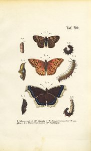 Rodzime fritillary i motyle pędzelkowate ze stadiami rozwojowymi autorstwa J. W. Tenhaeff