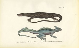  autorstwa J. W. Tenhaeff