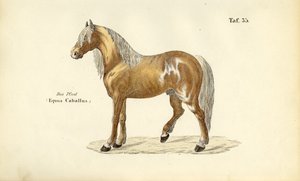  autorstwa J. W. Tenhaeff