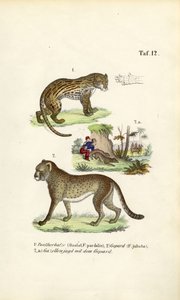 Ocelot, gepard i polowanie na gepardy autorstwa J. W. Tenhaeff