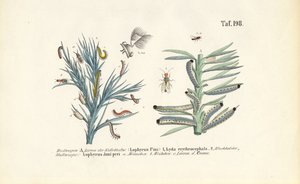 Larwy trociniarki sosnówki i ich rozwój autorstwa J. W. Tenhaeff