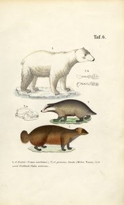 Niedźwiedź polarny, borsuk i rosomak ze szczegółami anatomicznymi autorstwa J. W. Tenhaeff