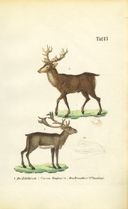 Jelenie i renifery autorstwa J. W. Tenhaeff