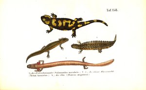 Salamandry i traszki w różnych formach rozwojowych autorstwa J. W. Tenhaeff