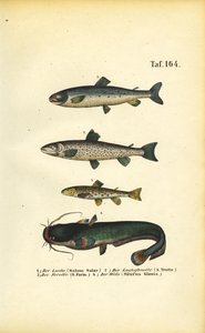 Łosoś, pstrąg i sum autorstwa J. W. Tenhaeff