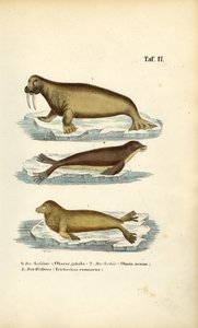Lew morski, foka i mors autorstwa J. W. Tenhaeff
