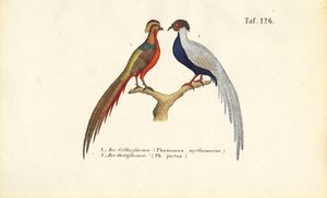  autorstwa J. W. Tenhaeff