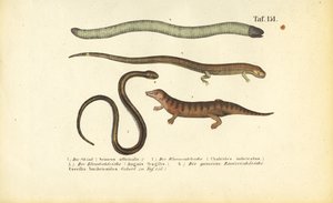 Skink, Cylindrical Skink, Slow Worm i Caecilian autorstwa J. W. Tenhaeff