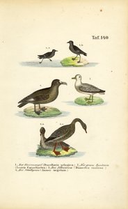 Storm Petrel, Great Skua, Albatros i gęś zbożowa autorstwa J. W. Tenhaeff
