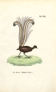 Znakomity Lyrebird autorstwa J. W. Tenhaeff