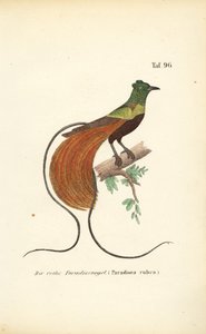 Czerwony Ptak Raju autorstwa J. W. Tenhaeff