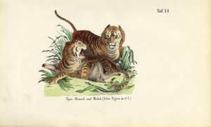 Tygrysy, samce i samice autorstwa J. W. Tenhaeff