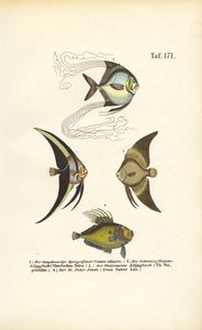 Tropikalne ryby ozdobne autorstwa J. W. Tenhaeff