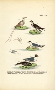 Tropikalne ptaki morskie: Tropikalny ptak, skimmer, rybitwa i mewa czarnogłowa autorstwa J. W. Tenhaeff