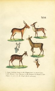 Różne gatunki antylop autorstwa J. W. Tenhaeff