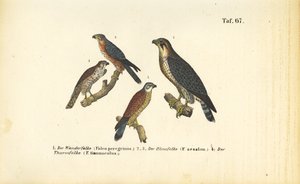 Różne gatunki sokołów autorstwa J. W. Tenhaeff