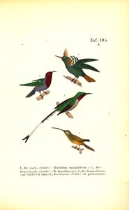 Różne gatunki kolibrów autorstwa J. W. Tenhaeff