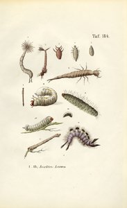  autorstwa J. W. Tenhaeff