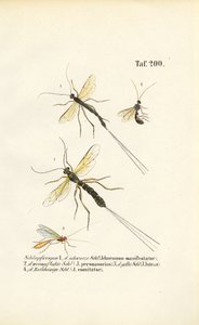 Różne gatunki os ichneumon autorstwa J. W. Tenhaeff