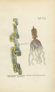 Venus Girdle i Bladderwort autorstwa J. W. Tenhaeff