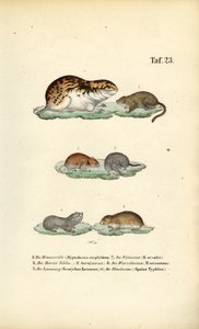 Norniki i gryzonie pokrewne autorstwa J. W. Tenhaeff