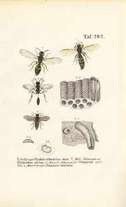 Osy i ich konstrukcje gniazd autorstwa J. W. Tenhaeff