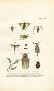 Owady wodne i inne insekty autorstwa J. W. Tenhaeff