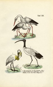 Bocian biały, łyskacz i ibis święty autorstwa J. W. Tenhaeff