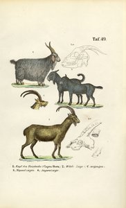 Dzikie kozy i gatunki kóz ze szczegółami anatomicznymi