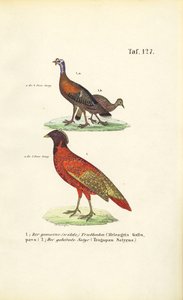 Dziki Indyk i Satyr Tragopan autorstwa J. W. Tenhaeff