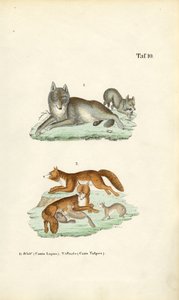 Wilk i lis z młodymi autorstwa J. W. Tenhaeff