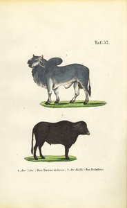 Zebu i Bawół autorstwa J. W. Tenhaeff
