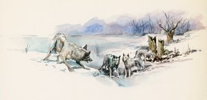 Stado wilków, z Call of Wild, powieść przygodowa Jacka Londona (1876-1916), rysunek autorstwa Jack London