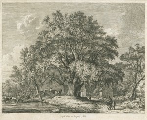 Blithfield - Wiąz Wych : akwaforta, 1825 autorstwa Jacob George Strutt